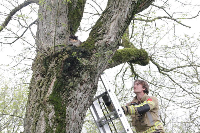 Kat Moesha door brandweer uit boom gered
