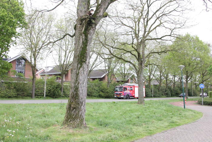 Kat Moesha door brandweer uit boom gered
