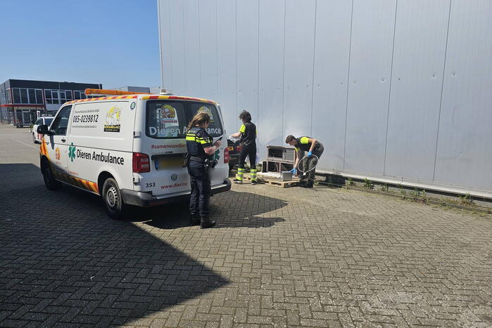 Duiven gedumpt in konijnen hok