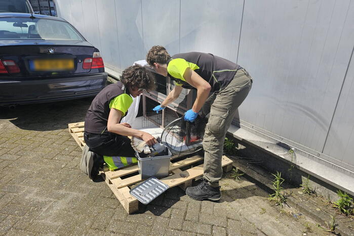 Duiven gedumpt in konijnen hok