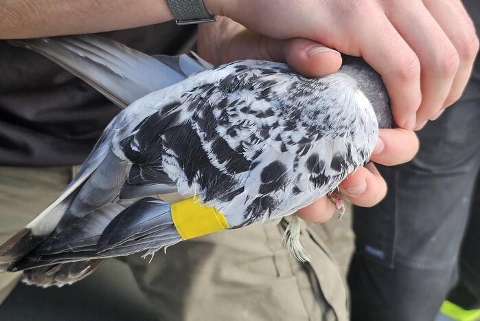 Duiven gedumpt in konijnen hok