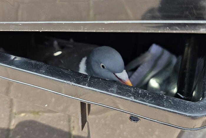 Duif vast onder zonnepanelen