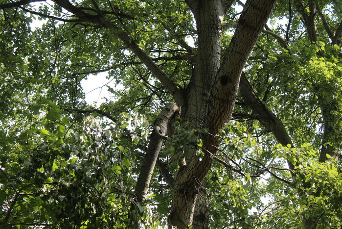 Brandweer verwijdert gevaarlijk hangende tak