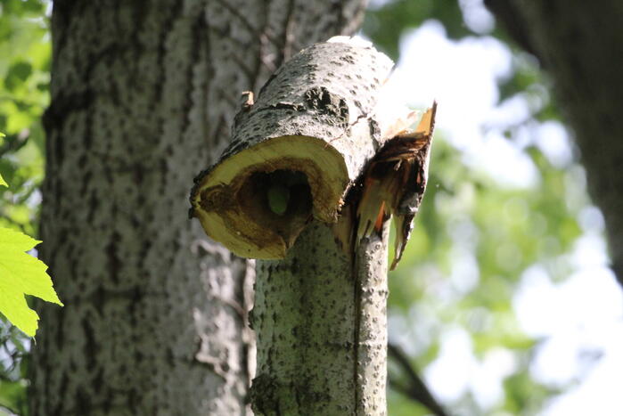 Brandweer verwijdert gevaarlijk hangende tak
