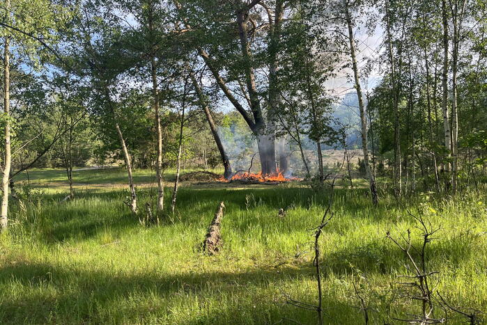 Bosbrand snel onder controle