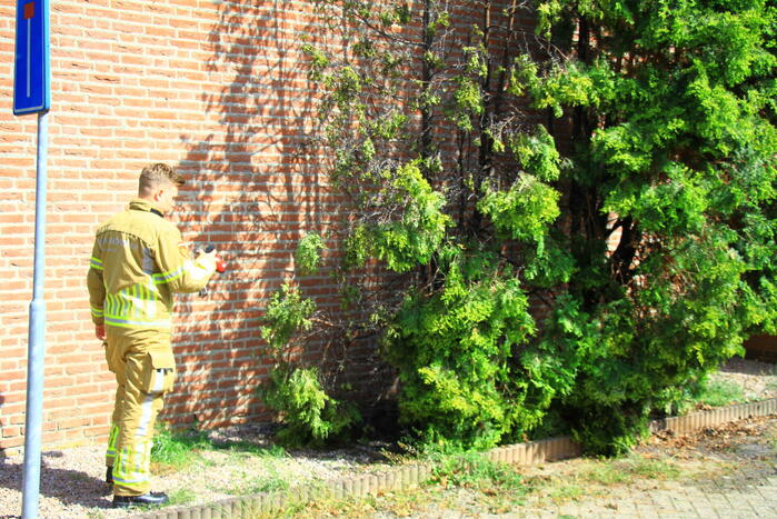 Onkruidverbranding loopt uit de hand, coniferen vatten vlam