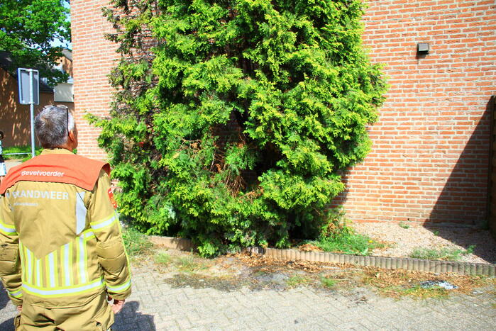 Onkruidverbranding loopt uit de hand, coniferen vatten vlam