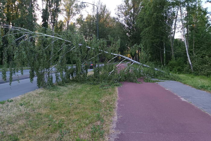 Brandweer ingezet voor omgevallen boom