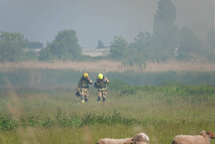 Schaapjes in veiligheid gebracht bij hevige rietbrand