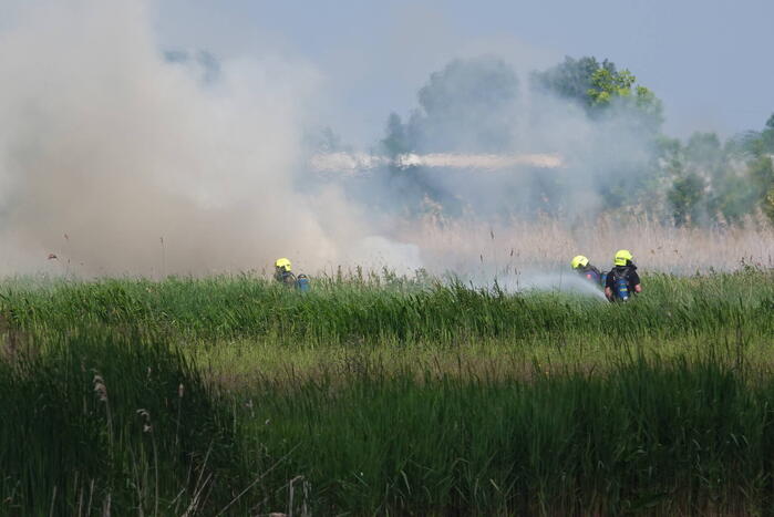 Schaapjes in veiligheid gebracht bij hevige rietbrand