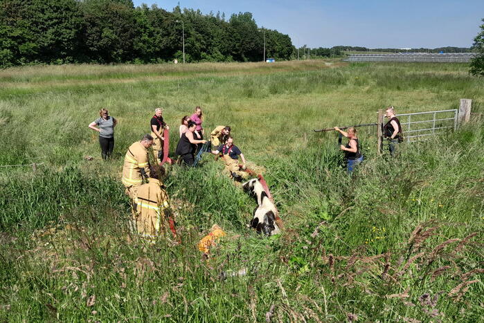 Brandweer haalt paard uit de sloot