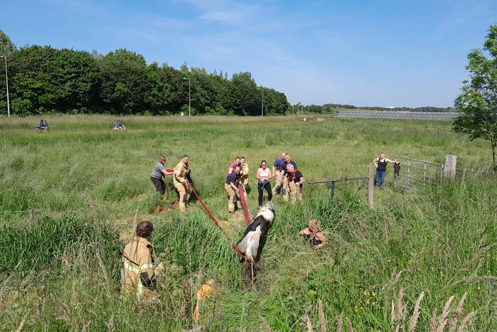 Brandweer haalt paard uit de sloot
