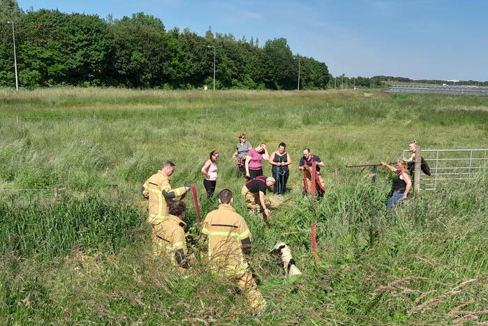 Brandweer haalt paard uit de sloot