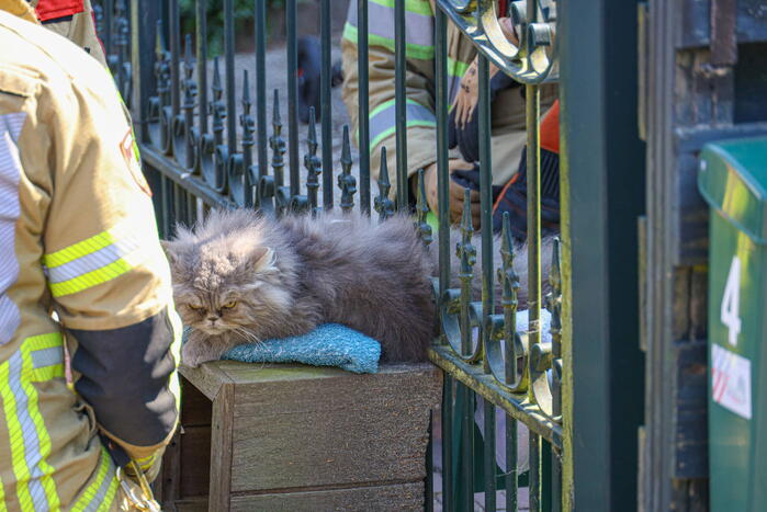 Brandweer bevrijdt kat Gijs uit hek