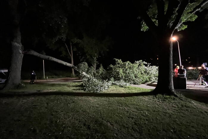 Grote tak breekt af en verspert weg