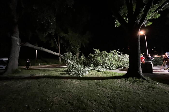 Grote tak breekt af en verspert weg