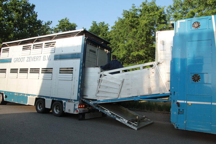 Vrachtwagen met koeien defect op snelweg