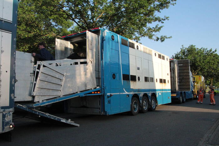 Vrachtwagen met koeien defect op snelweg
