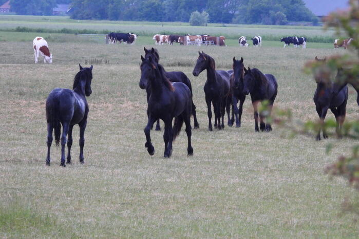 Brandweer ingezet voor paard in een sloot