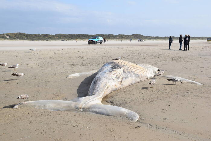 Grote bultrug aangespoeld