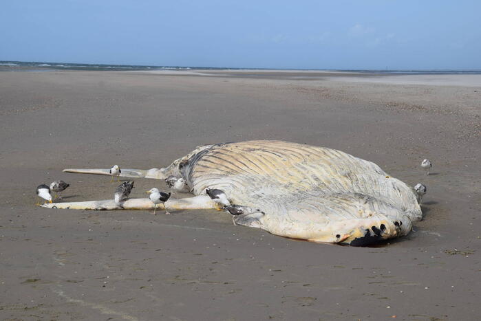 Grote bultrug aangespoeld