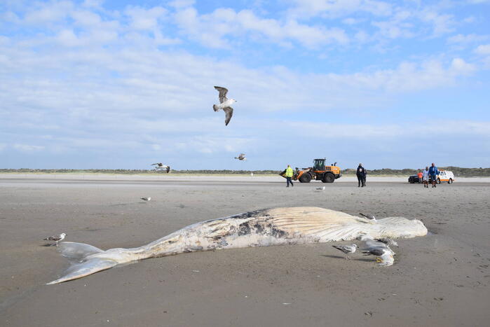 Grote bultrug aangespoeld