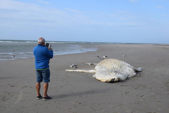 Grote bultrug aangespoeld