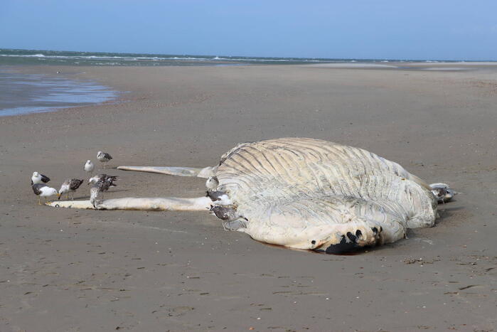 Grote bultrug aangespoeld