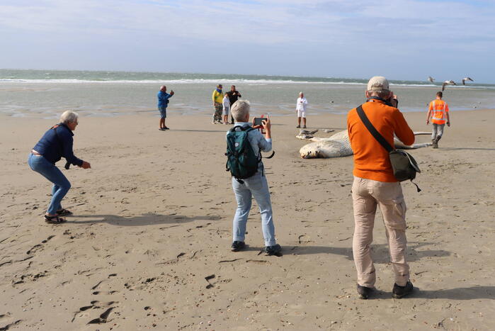 Grote bultrug aangespoeld