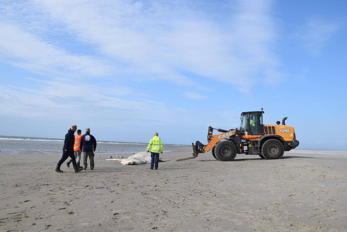 Grote bultrug aangespoeld