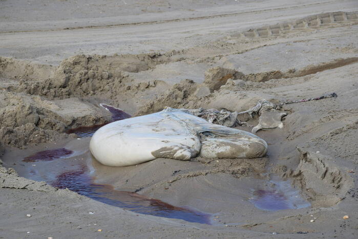 Grote bultrug aangespoeld