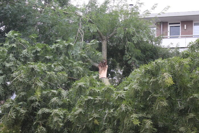 Grote tak valt op auto's