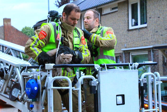 Brandweer redt voor derde keer kat van dak