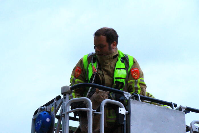 Brandweer redt voor derde keer kat van dak