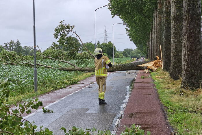Enorme omgewaaide boom verspert de weg