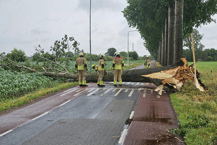 Enorme omgewaaide boom verspert de weg