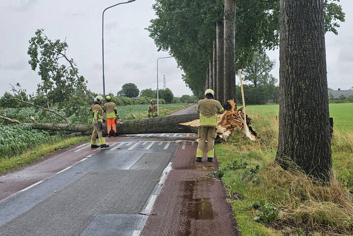 Enorme omgewaaide boom verspert de weg