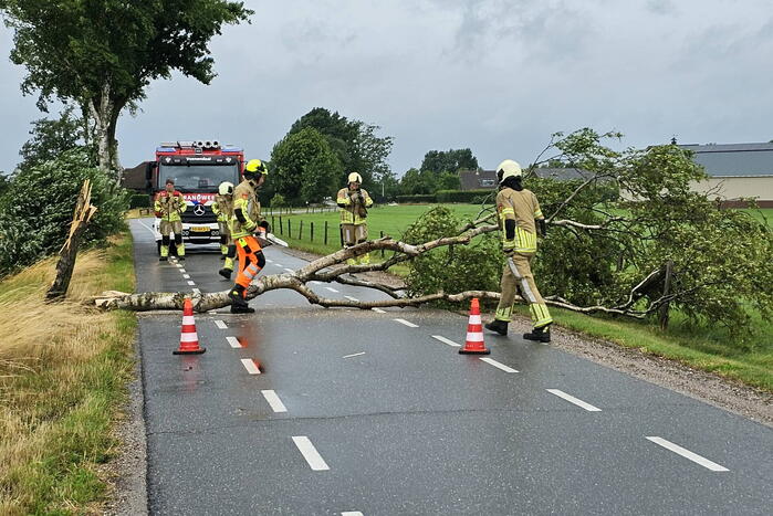 Omgewaaide berkenboom verspert weg