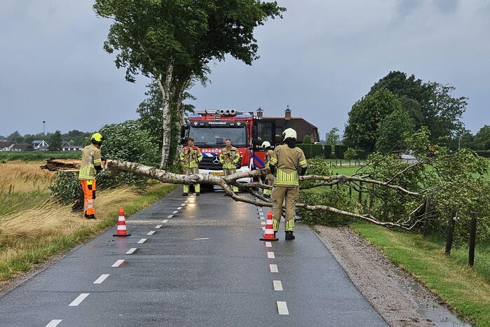 Omgewaaide berkenboom verspert weg