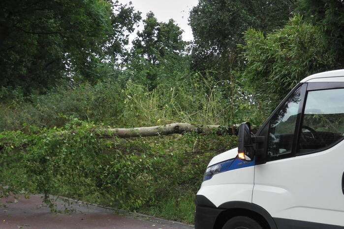 Boom om door zomerstorm Poly