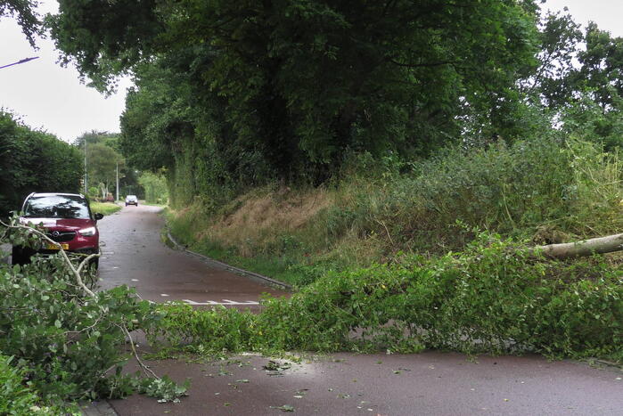 Boom om door zomerstorm Poly