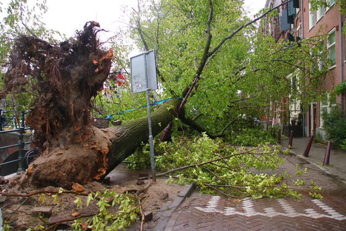 Enorme boom volledig uit de grond gerukt door zomerstorm Poly