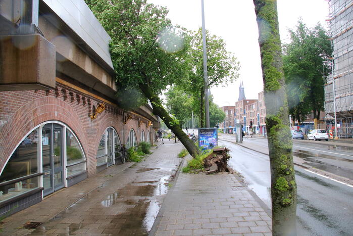 Omgewaaide boom hindert treinverkeer