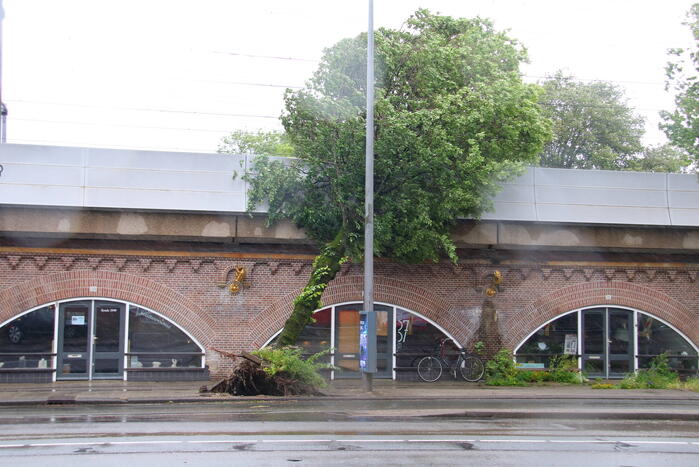 Omgewaaide boom hindert treinverkeer