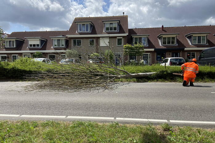 Boom omgewaaid op wegdek