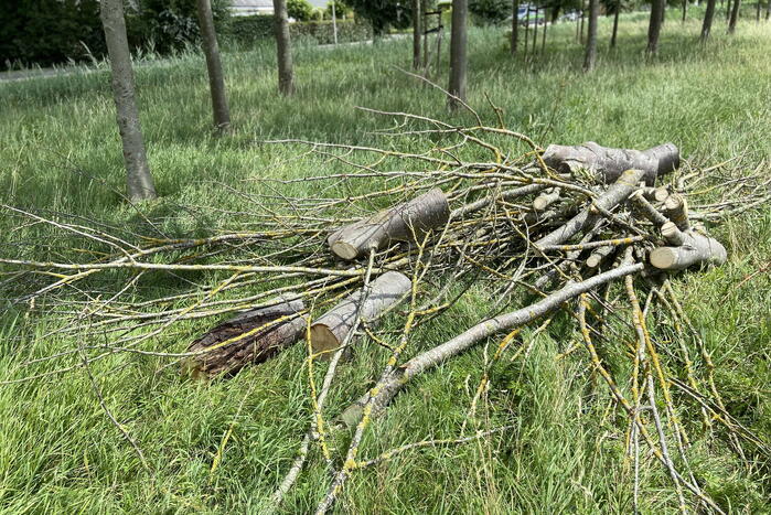 Boom omgewaaid op wegdek