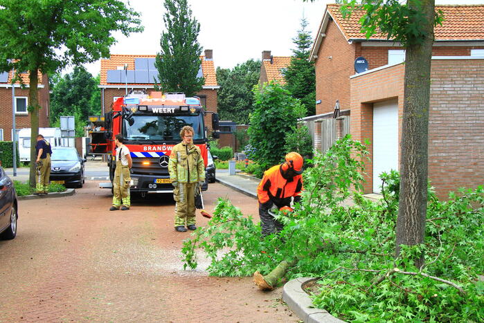 Grote tak breekt uit boom