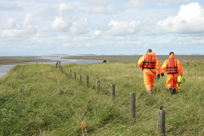 Koe uit slik bevrijdt