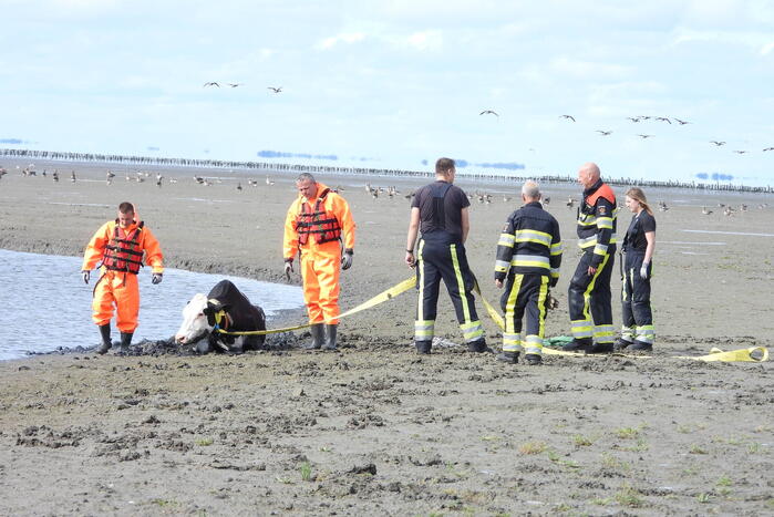Koe uit slik bevrijdt