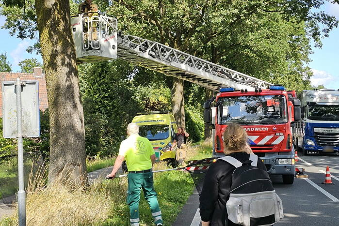 Kat springt uit boom tijdens reddingsactie van brandweer